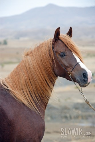 Obrazek