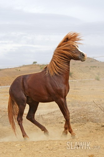 Obrazek