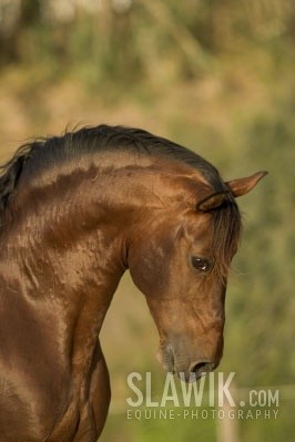 Obrazek